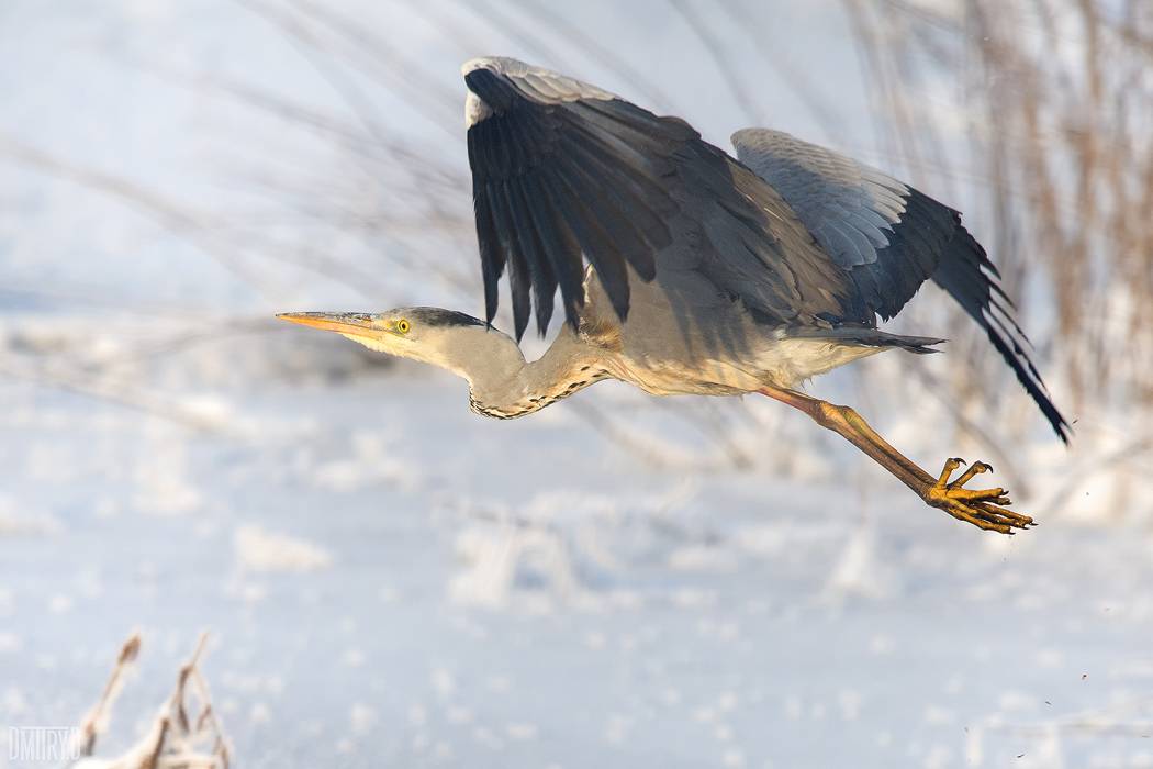 , Дмитрий Доронин