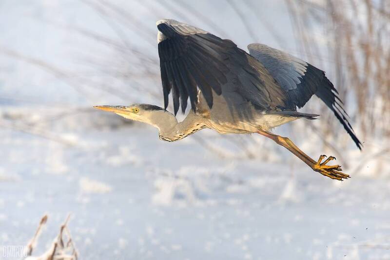 Серая цапля фото превью
