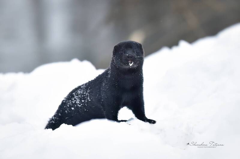 Уголек фото превью