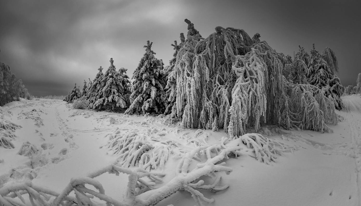 зима, лес, природа, Подосинников Максим