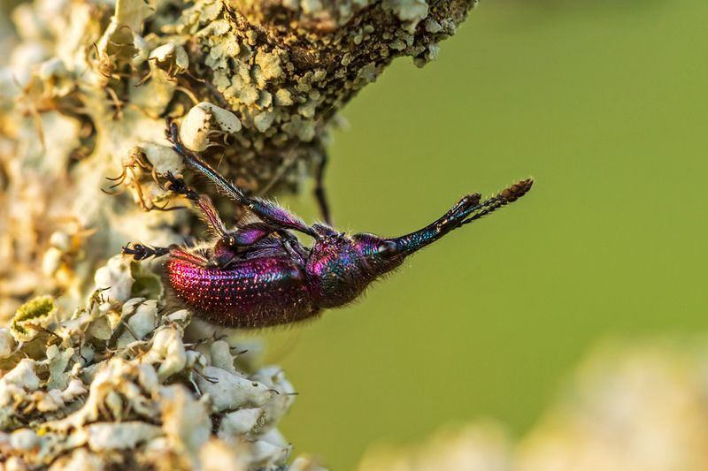 Казарка плодовая фото превью