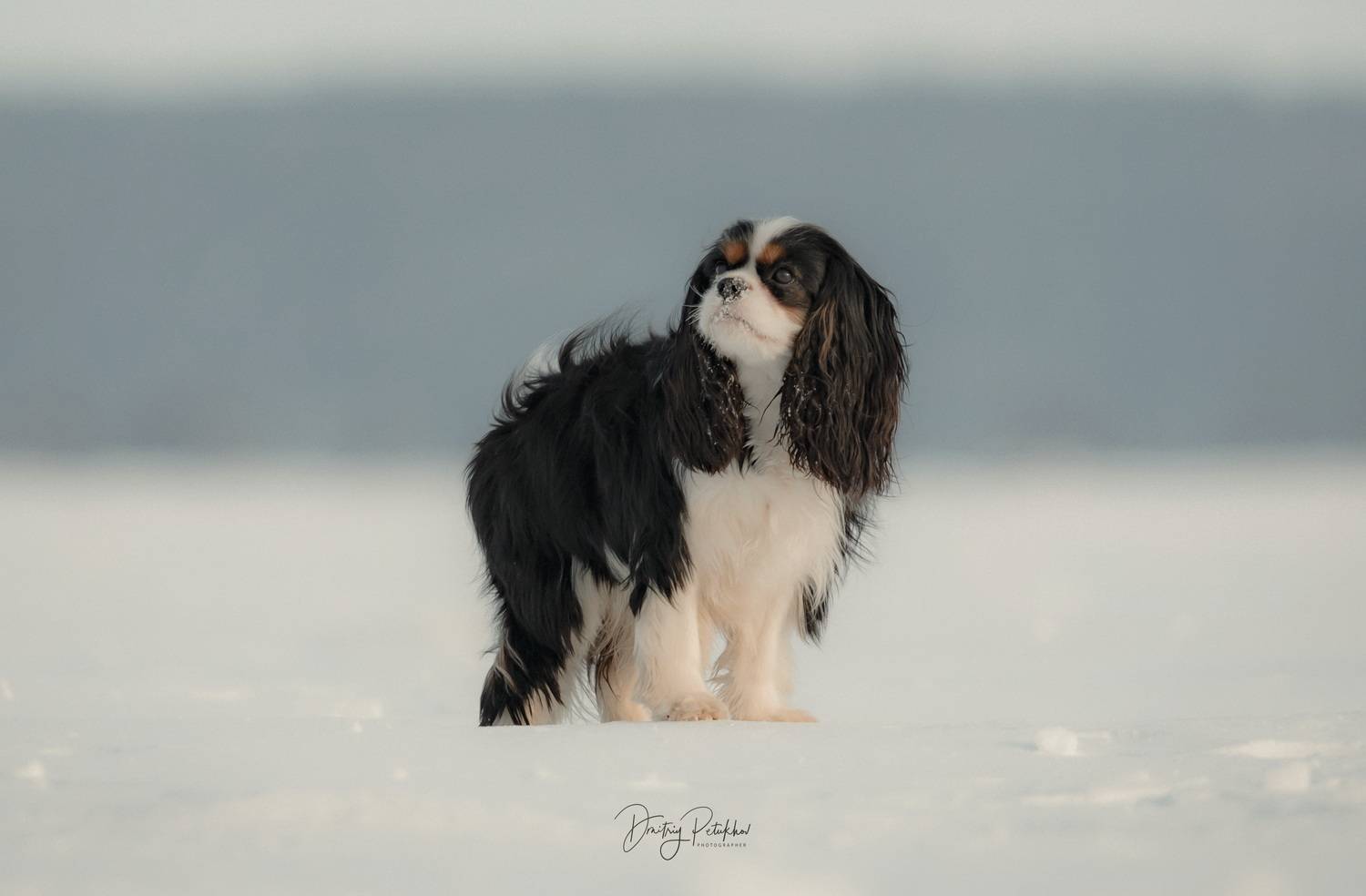 , Дмитрий Петухов