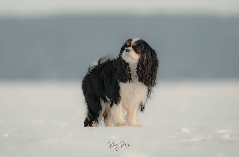 Cerruti фото превью