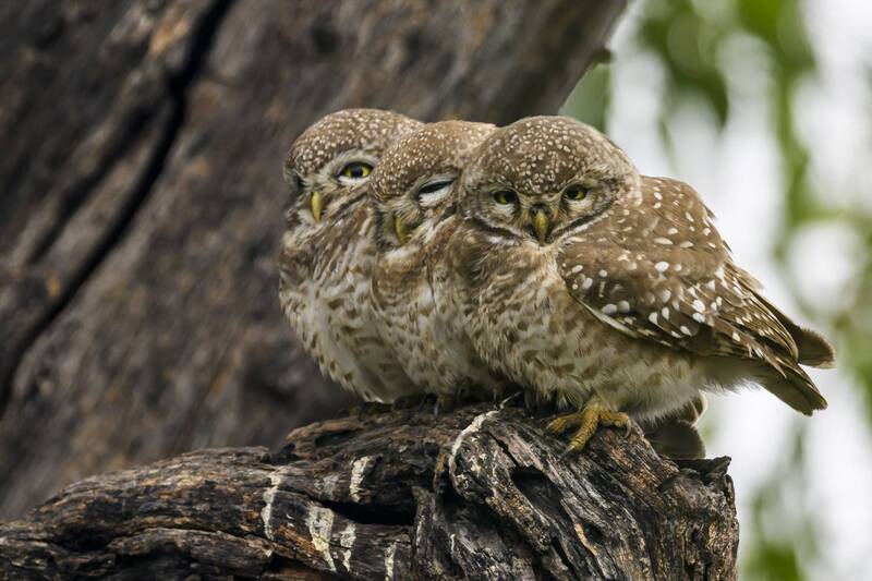 Три пернатых вождя фото превью