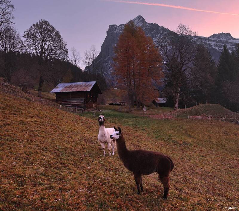 swiss Альпаки фото превью