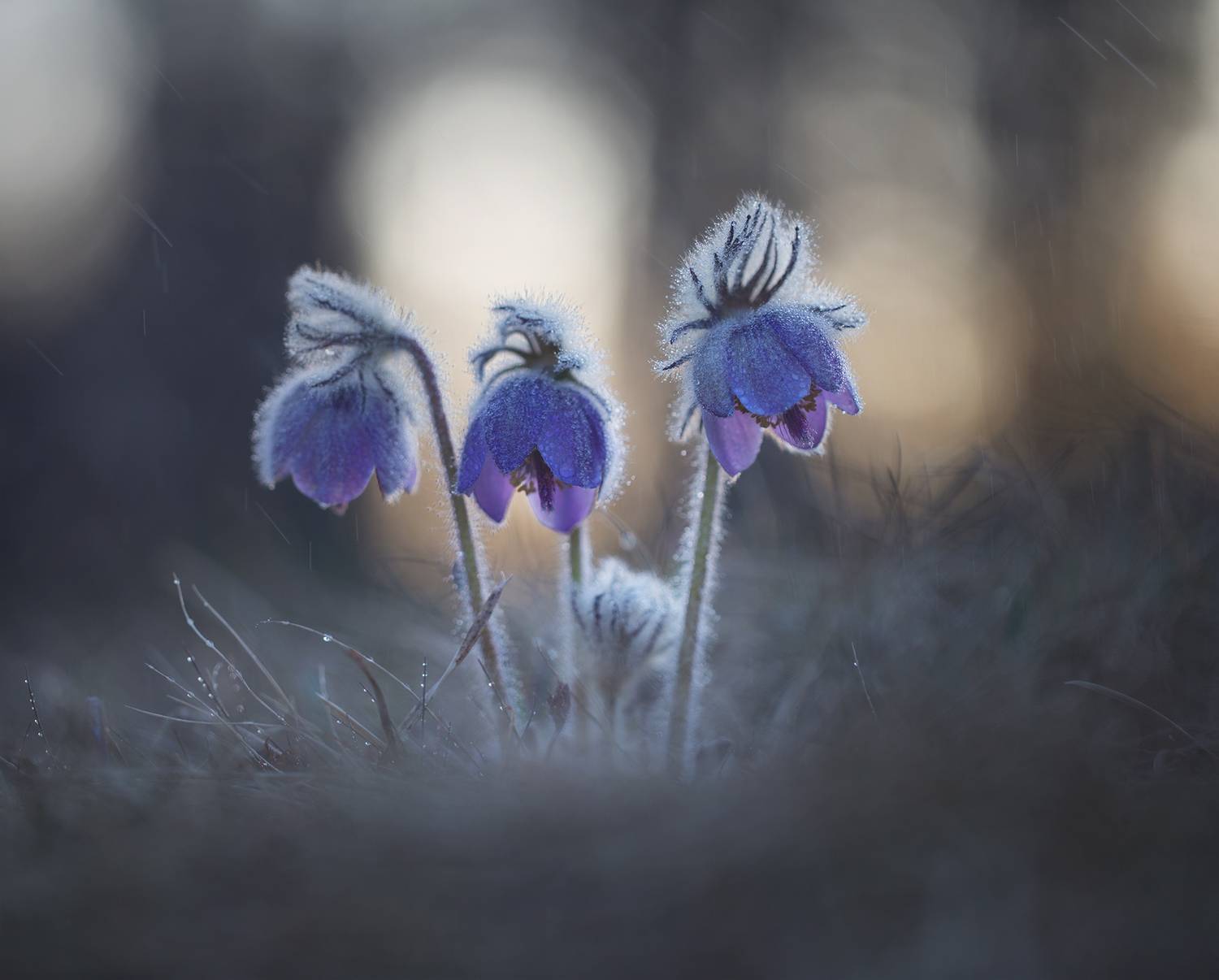 нерюнгри, прострел, якутия, сон-трава, женялевина, евгениялевина, растенияякутии, растениялевиной, весна, Евгения Левина