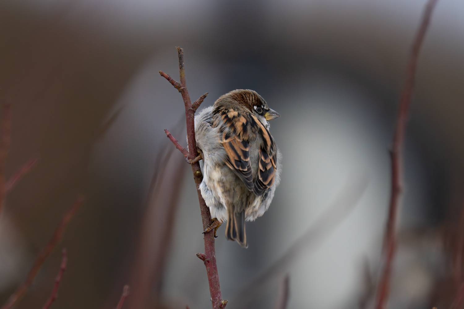 sparrow, winter, branch, воробей, зима, Сергей Малинкин