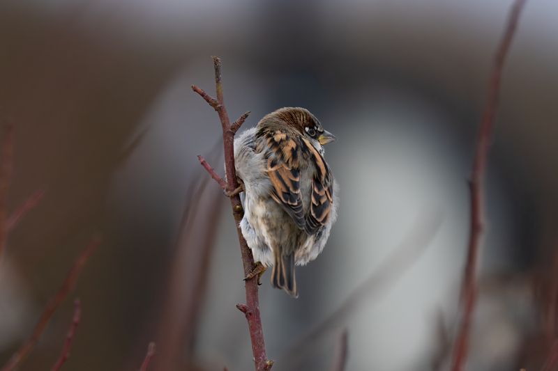 sparrow, winter, branch, воробей, зима On duty фото превью