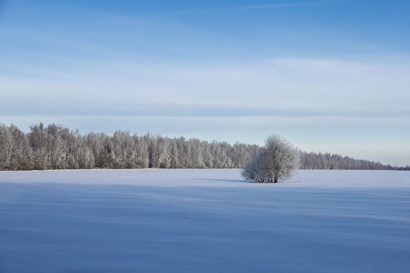 природа, дикая природа, зима, пейзаж, nature, wildlife, canon Пастельный пейзаж фото превью