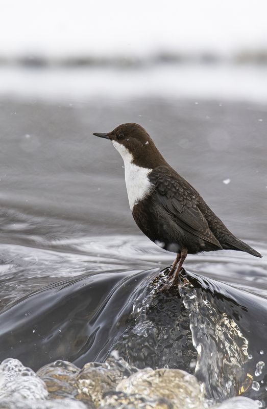 Оловянный солдатик :) фото превью