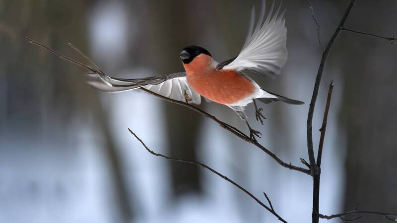 Есть только миг... фото превью