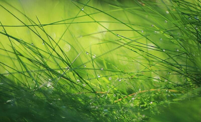 Забытое лето фото превью