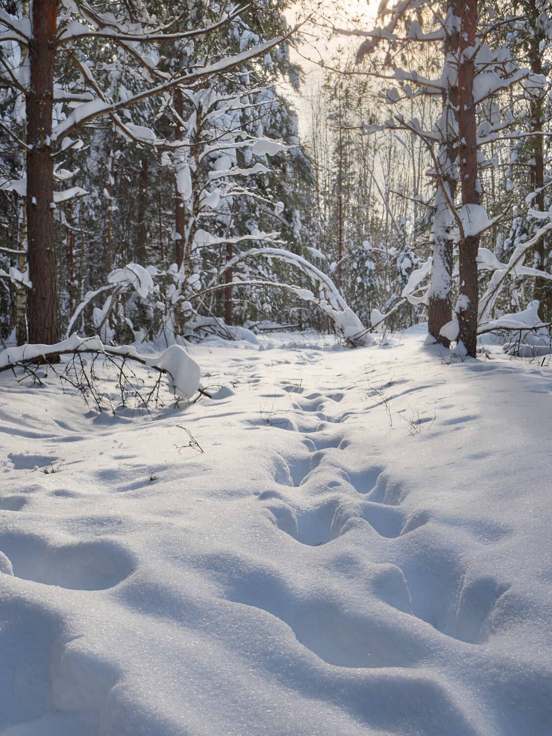 московская область, мещёра, снег, зима, день, лес, Михаил