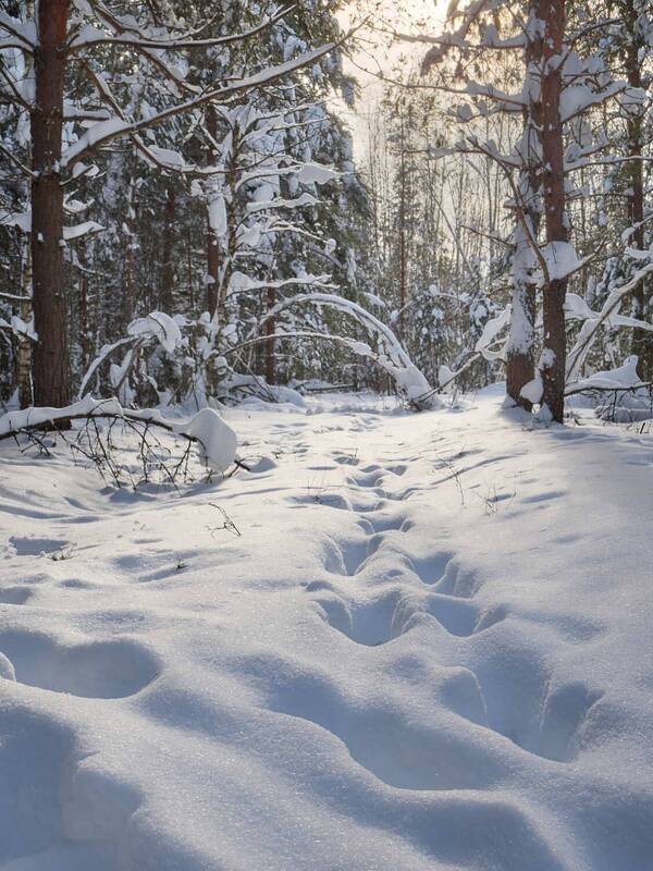 московская область, мещёра, снег, зима, день, лес Следы лося фото превью
