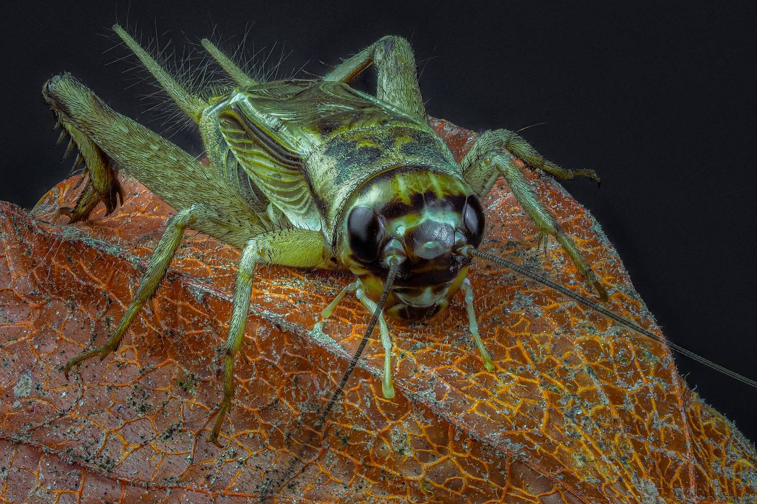 , Олег Савицкий