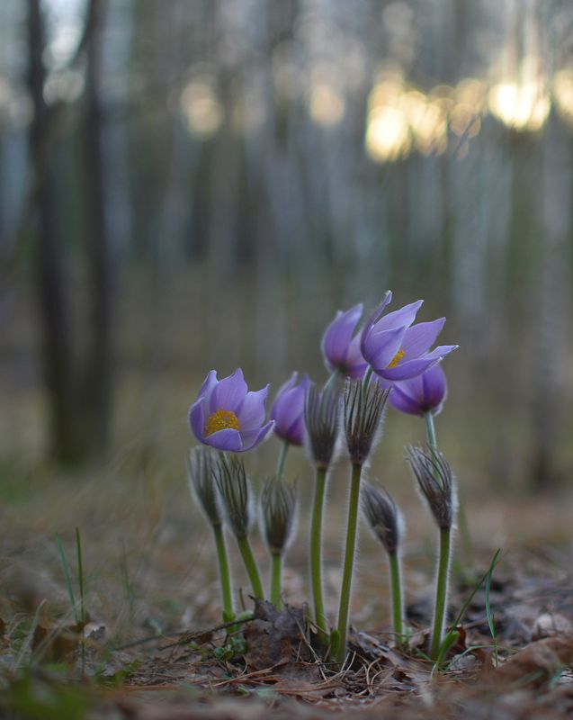 Вечерний свет. Сон-трава фото превью