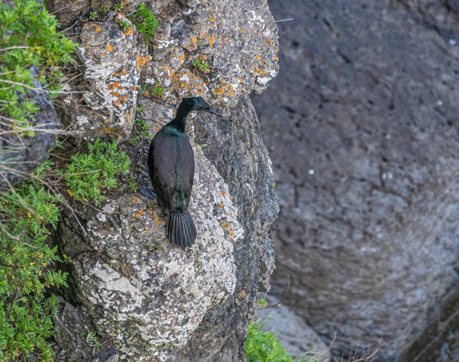 берингов баклан, баклан, птица, мыс вятлина, русский остров, приморский край, Савчук Сергей