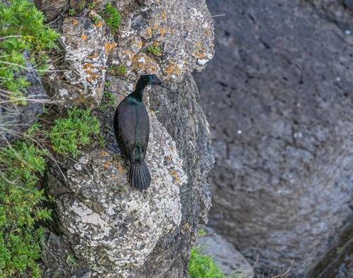 Берингов баклан