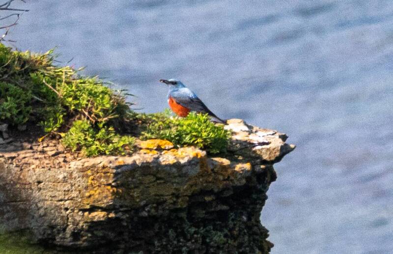синий каменный дрозд, птица, мыс вятлина, русский остров, приморский край Синий каменный дрозд фото превью