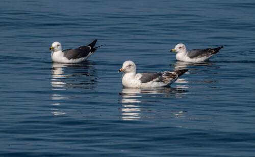 Чернохвостые чайки