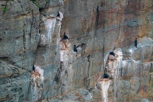Гнезда беринговых бакланов на мысу Тобизина