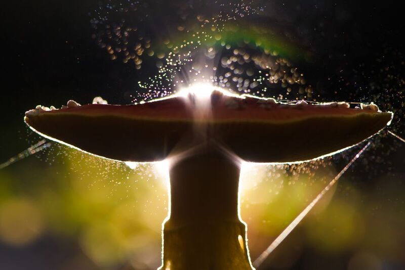 мухомор, спороношение Салют в китайском городке фото превью