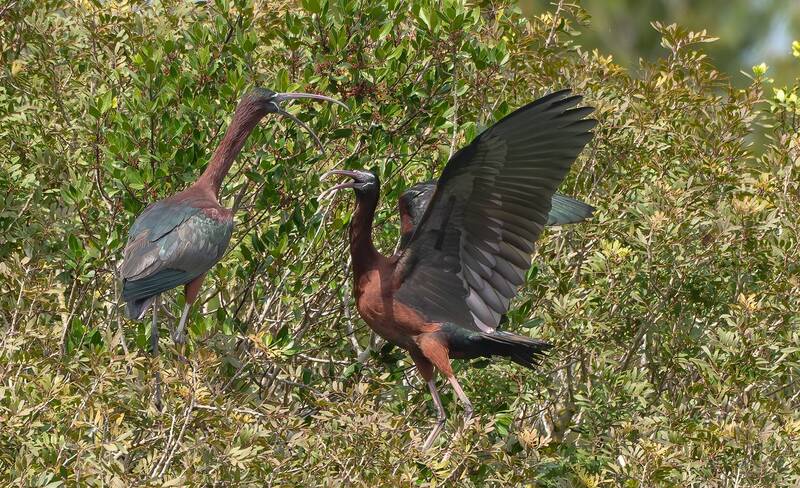 Albufera de Mallorca фото превью