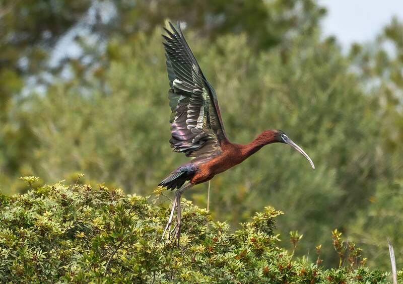 Albufera de Mallorca фото превью