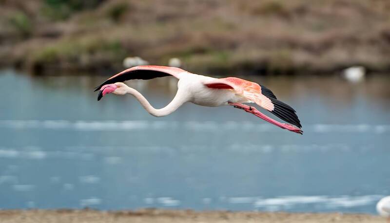 Albufera de Mallorca фото превью