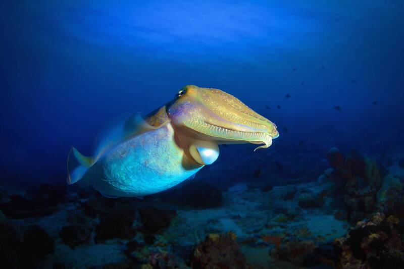 Воздушный поцелуй. фото превью