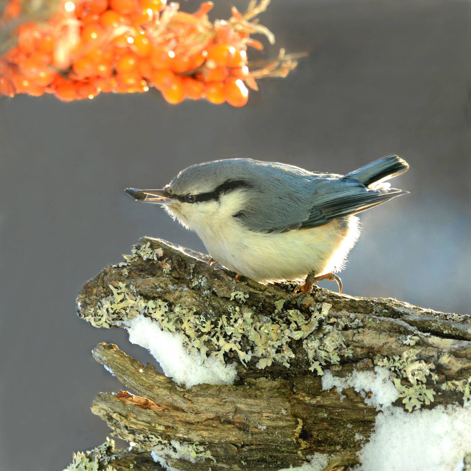 , Белоусов Михаил