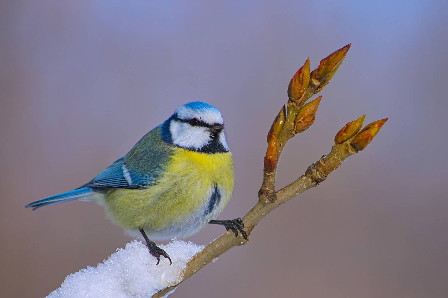 лазоревка, parus caeruleus, sergey izoya