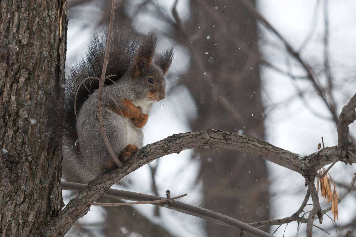 , Сергей Молоков