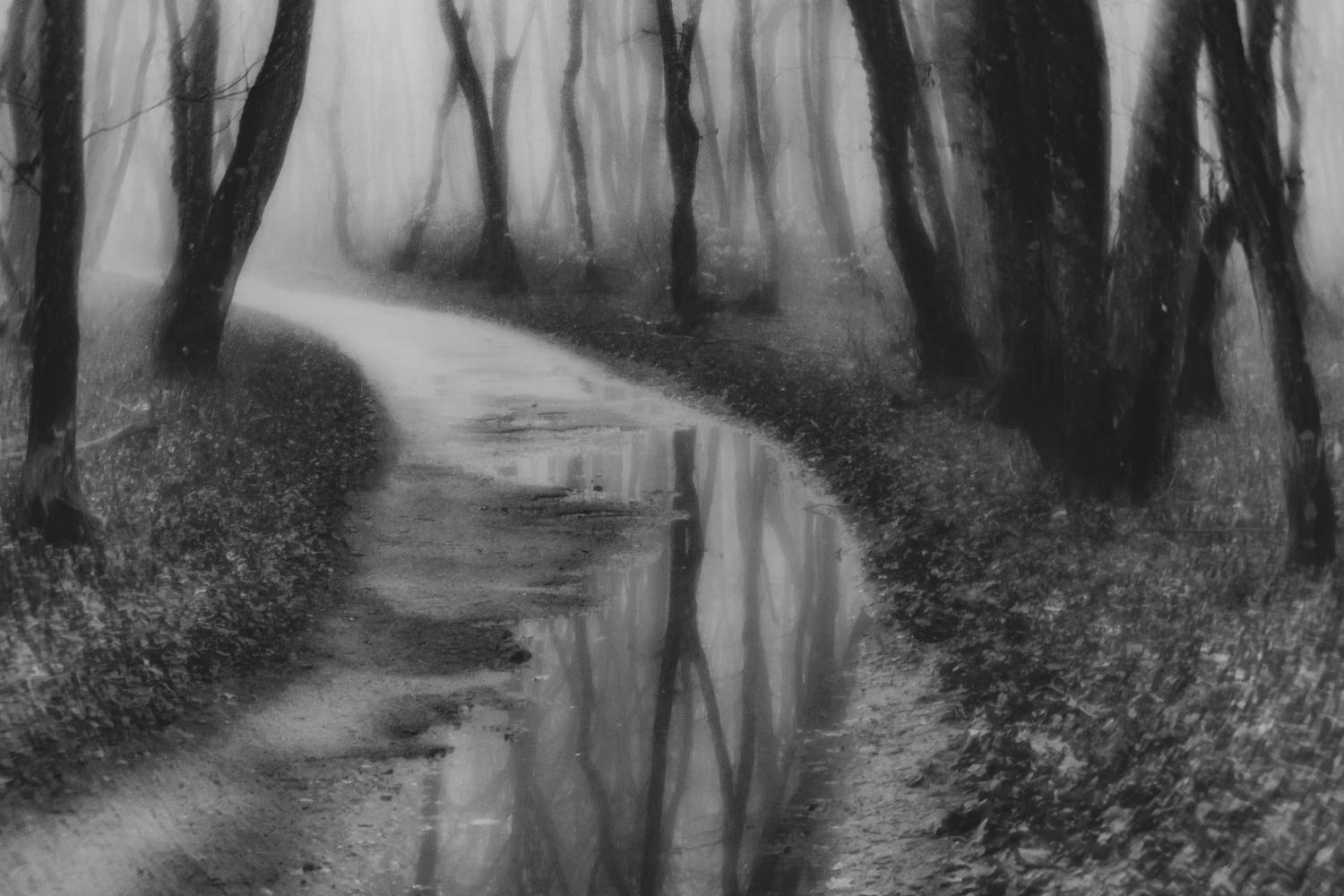 туман, лес, черно-белое, ч/б, пейзаж, Виталий Маслов