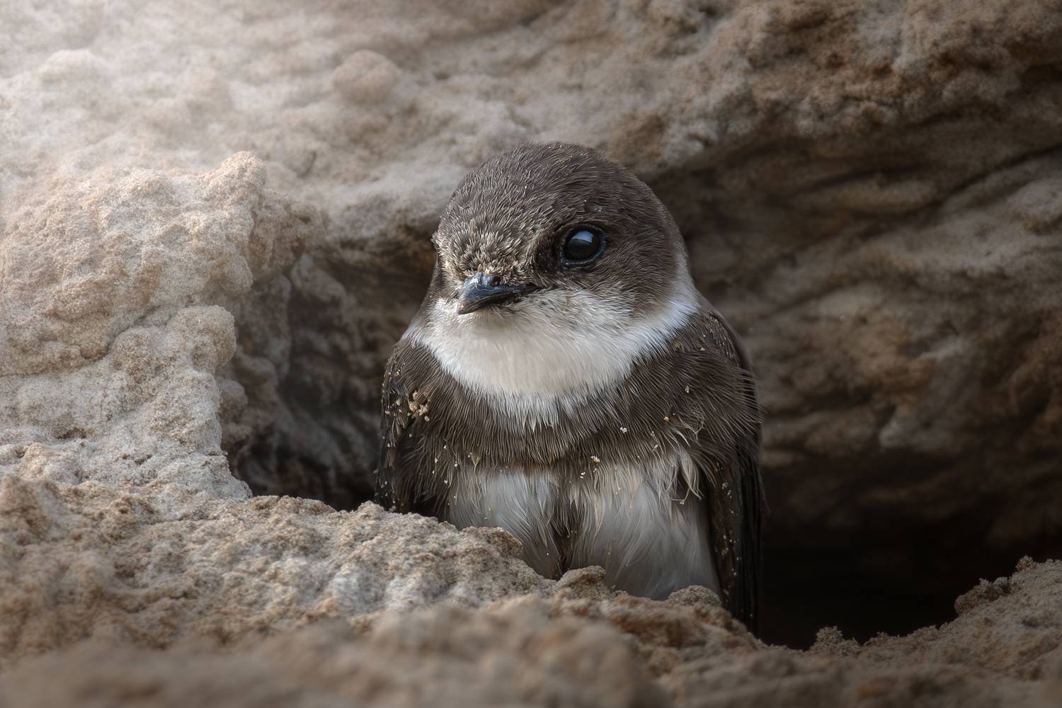 wildlife, birdwatching, nature, bird photography, птица, фотоохота, природа, береговушка, Полина Шальнева