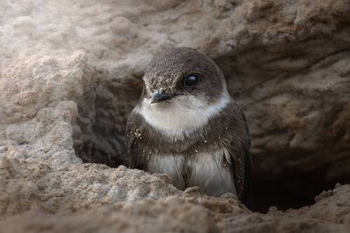 Ласточка-береговушка 