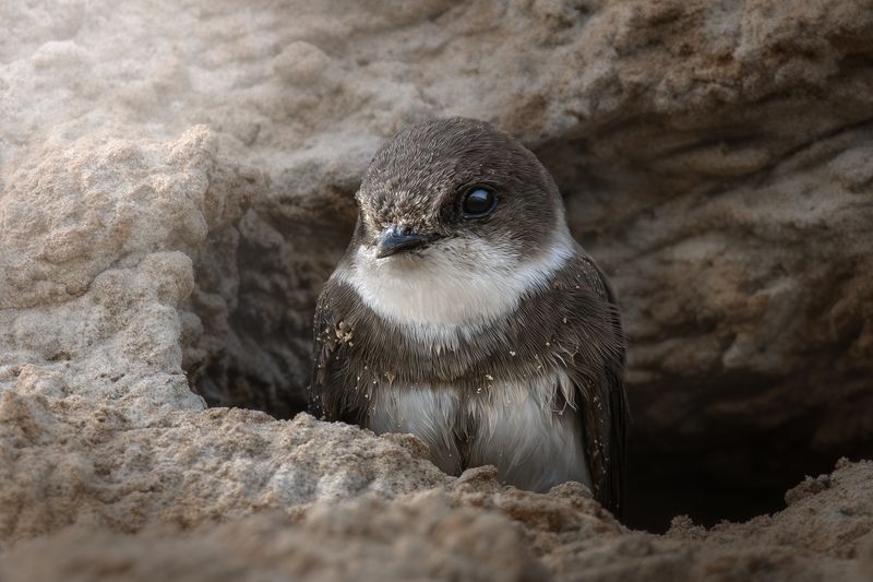 wildlife, birdwatching, nature, bird photography, птица, фотоохота, природа, береговушка Ласточка-береговушка  фото превью