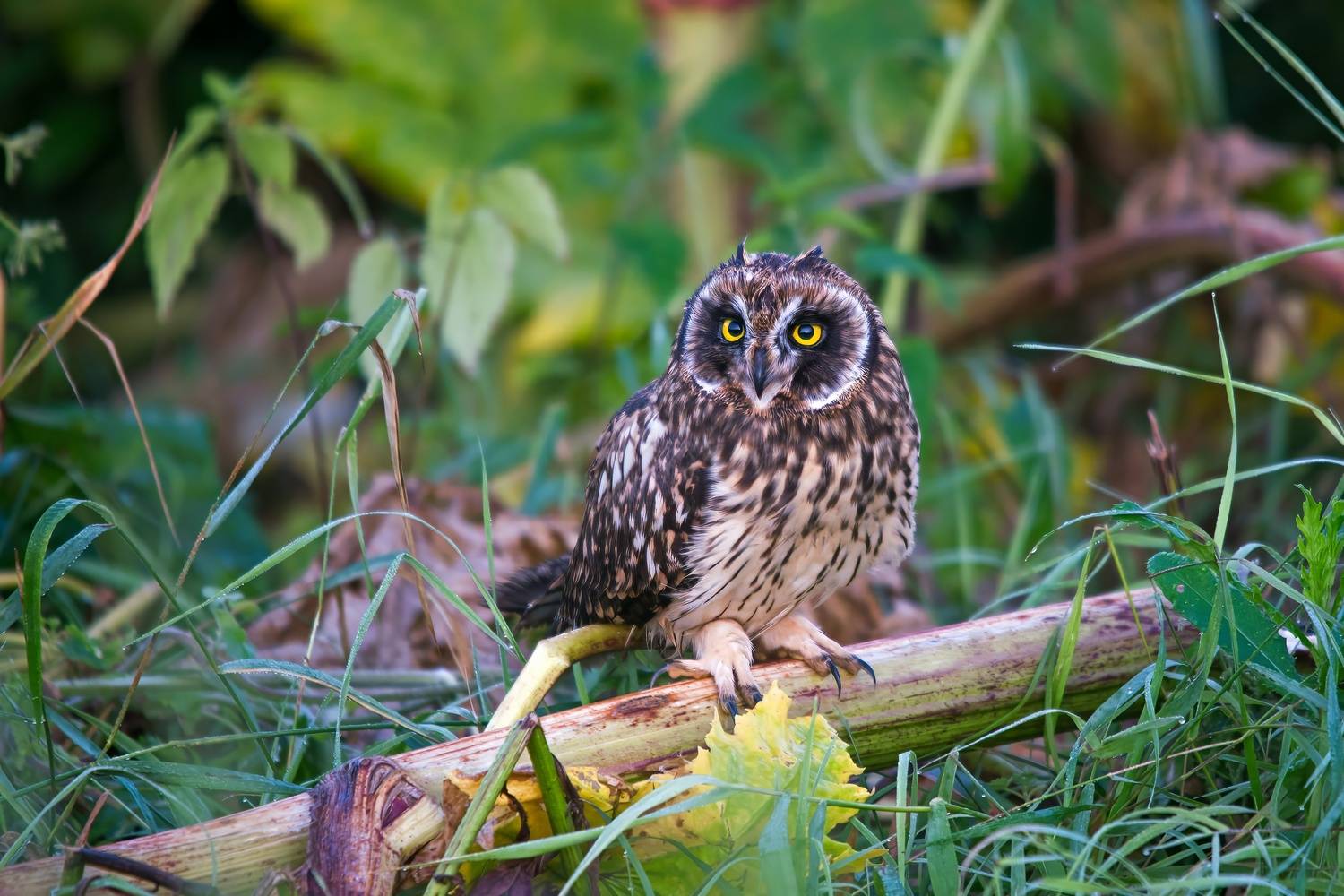 , Александр Велин