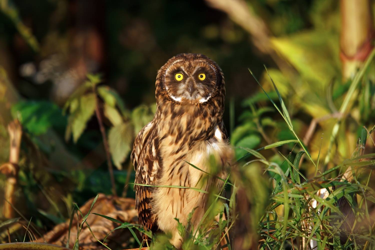 , Александр Велин