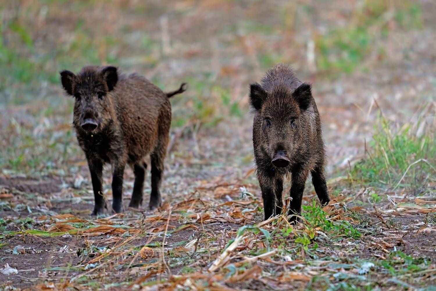 , Александр Велин