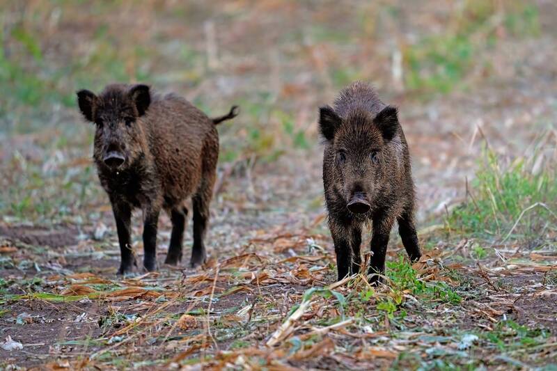 Кабанчики фото превью