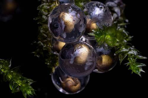 Essence of Indian Wilderness