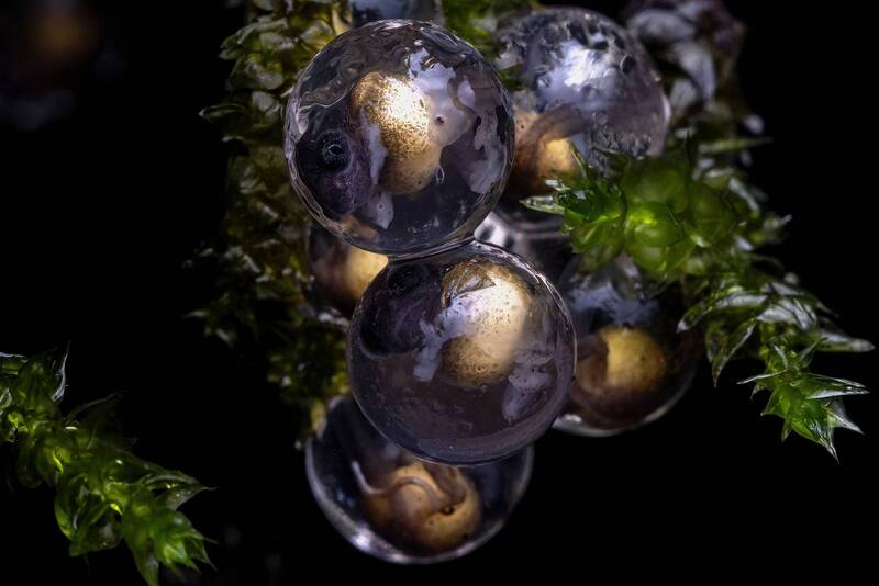 Essence of Indian Wilderness фото превью