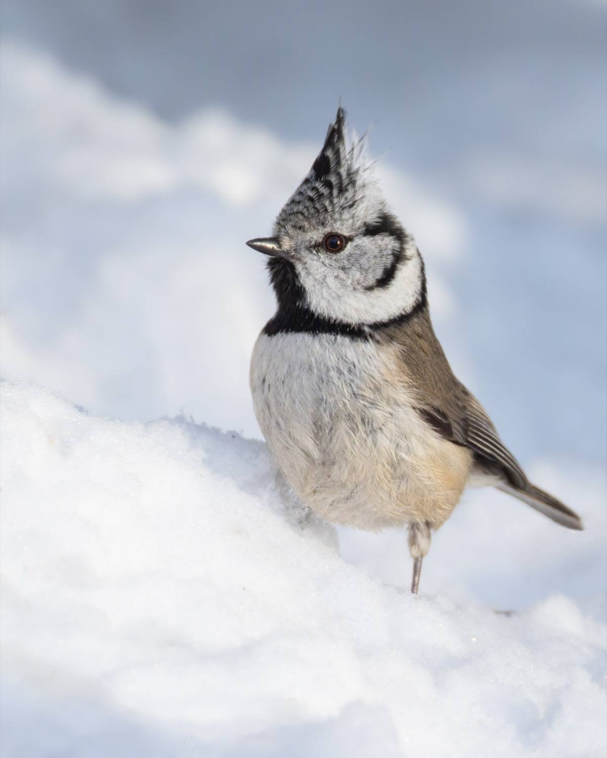 хохлатая синица, гренадерка, синица, птицы, Ruslan Pl