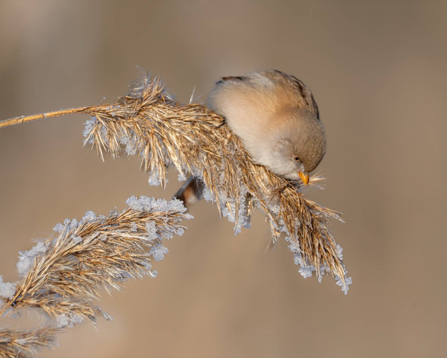 усатая синица, синица, птицы, Ruslan Pl