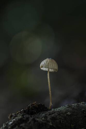 Mycena