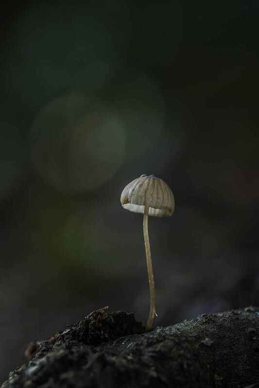 nature, close-up, outdoor, mushroom, fungus, autumn, selective-focus, bokeh Mycena фото превью