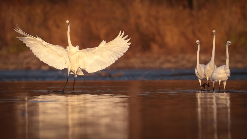 Herons фото превью