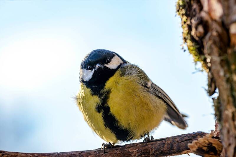 Голям Синигер на клонка фото превью
