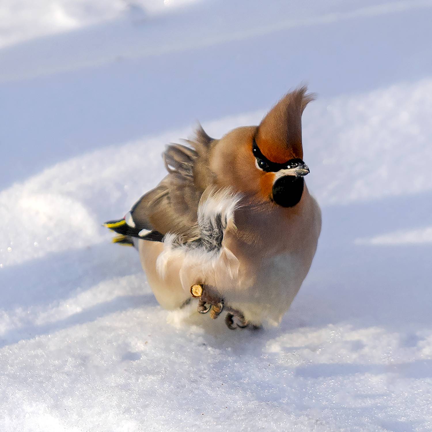 Свиристели, Птицы, Мурманск, Кольский, Ермохина Наталья